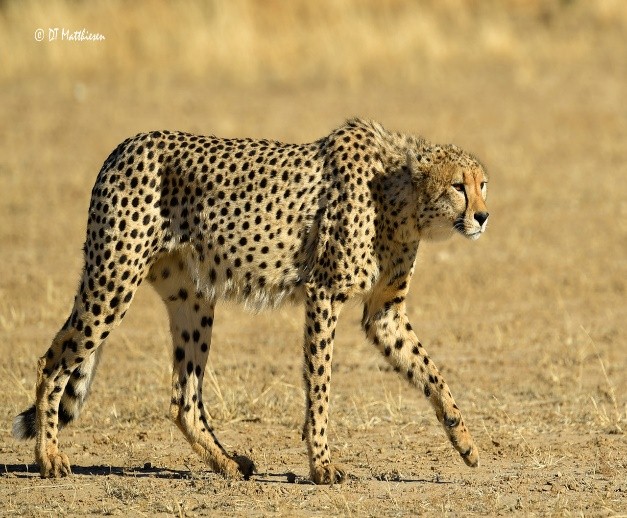 Chalo Africa Cheetah