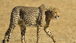 Chalo Africa Cheetah